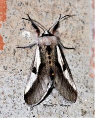 Euscirrhopterus discifera