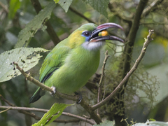 Aulacorhynchus sulcatus