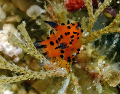 Polycera abei