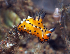 Polycera abei