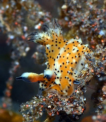 Polycera abei