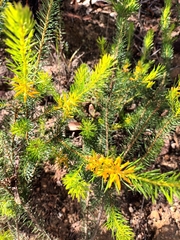 Persoonia acerosa