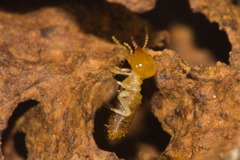 Nasutitermes aquilinus