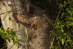 Nasutitermes aquilinus