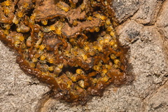 Nasutitermes aquilinus