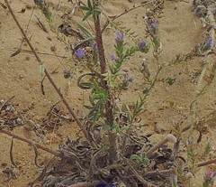 Echium gaditanum