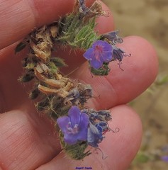 Echium gaditanum