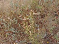 Scolymus hispanicus occidentalis