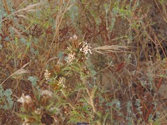 Scolymus hispanicus occidentalis