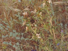 Scolymus hispanicus occidentalis