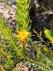 Persoonia acerosa