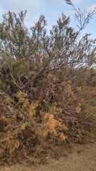 Tamarix boveana