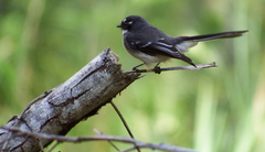 Rhipidura albiscapa alisteri