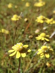 Blennosperma bakeri