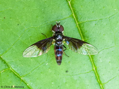 Ocyptamus dimidiatus