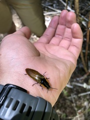 Semiotus luteipennis