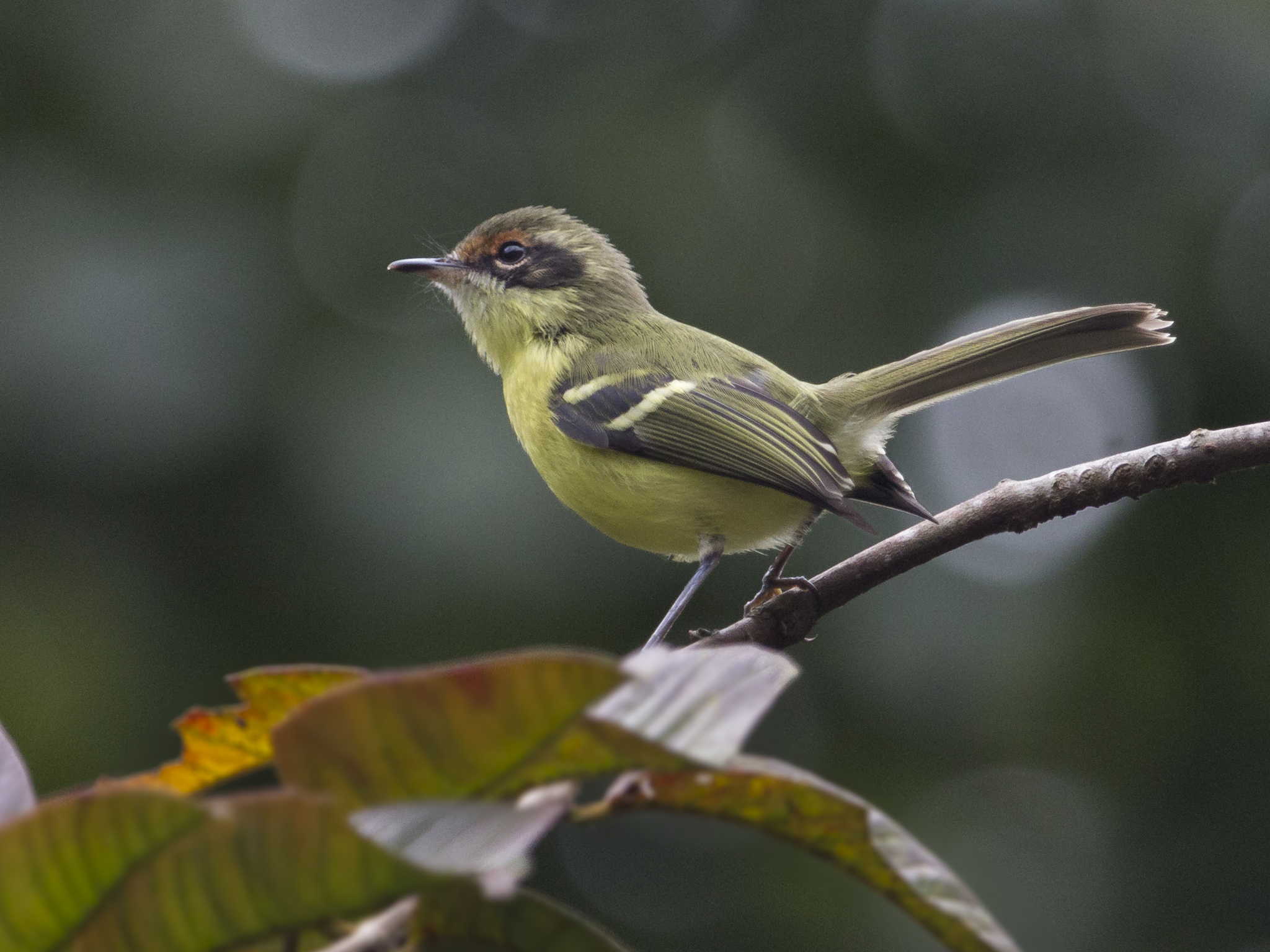 Rufous-lored Tyrannulet illustration