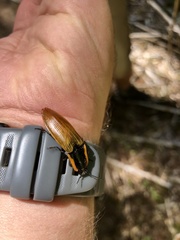 Semiotus luteipennis