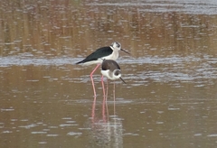 Himantopus himantopus