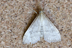 Metasia dicealis
