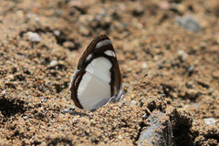 Dynamine agacles core