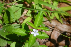 Dyschoriste humistrata