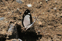 Dynamine agacles core