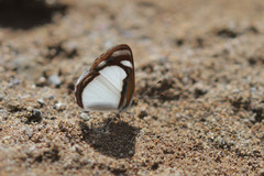 Dynamine agacles core