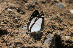 Dynamine agacles core