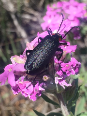 Lytta cribrata