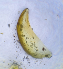 Scorpidium scorpioides