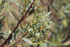 Acacia anceps