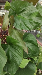 Homalomena rubescens