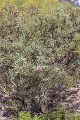 Acacia anceps