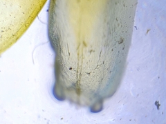 Scorpidium scorpioides