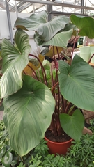 Homalomena rubescens