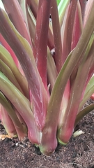 Homalomena rubescens