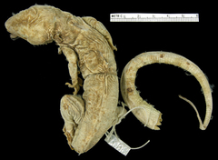 Hispaniolan Giant Gecko photo 3