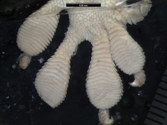 Hispaniolan Giant Gecko photo 5