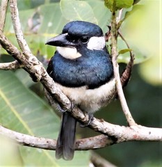 Notharchus pectoralis