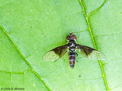 Ocyptamus dimidiatus