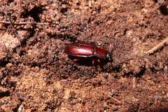 Uloma impressa