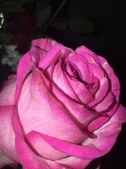 Rosa