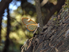 Pagyris cymothoe