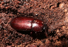 Uloma impressa