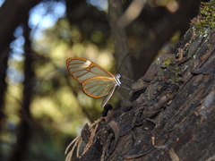 Pagyris cymothoe