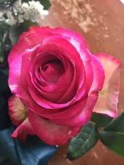 Rosa