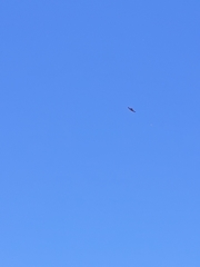 Geranoaetus melanoleucus