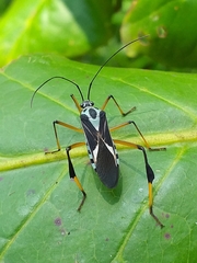 Stenoscelidea