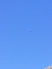 Geranoaetus melanoleucus